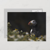 Shady Puffin Briefkaart (Voorkant / Achterkant)