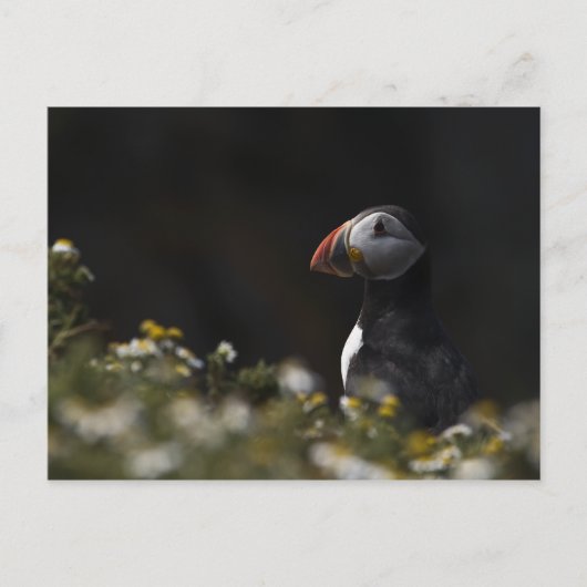 Shady Puffin Briefkaart (Voorkant)