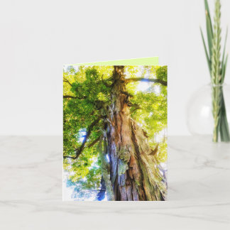 Shagbark Hickory Wenskaart Bedankkaart