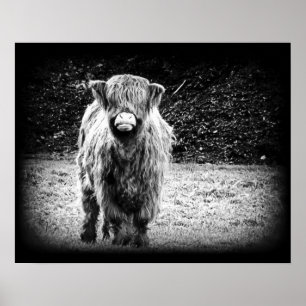 Shaggy Highland Koe Foto (zwart-wit) Poster