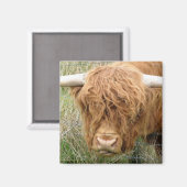 Shaggy Highland Koe Magneet (Voorkant / Achterkant)