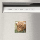 Shaggy Highland Koe Magneet (Insitu (Vaatwasser))