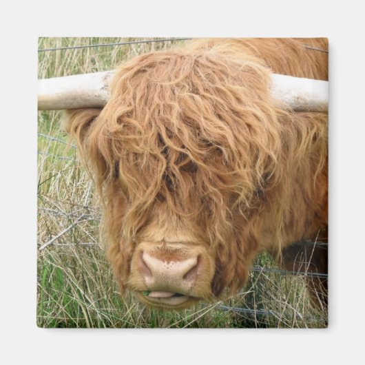 Shaggy Highland Koe Magneet (Voorkant)