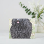 Shaggy Puli Dog Briefkaart (Staand voorkant)