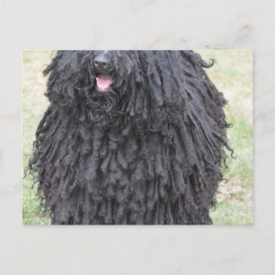 Shaggy Puli Dog Briefkaart