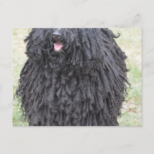 Shaggy Puli Dog Briefkaart (Voorkant)