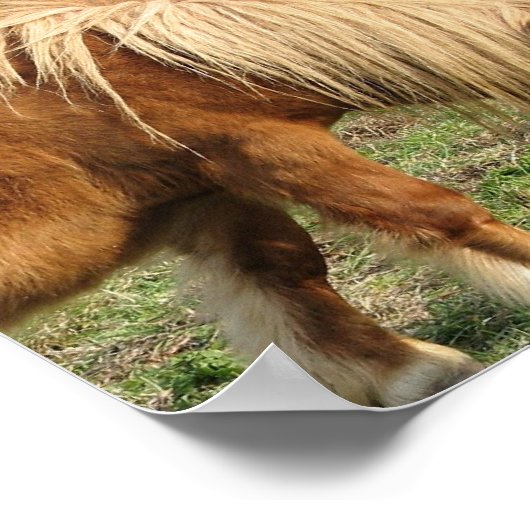 Shaggy Shetland Pony Poster (Hoek)