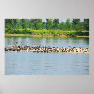 Shags, Donau Poster