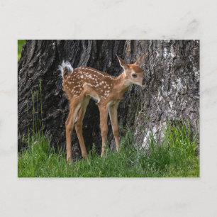 Shaky Legs Fawn Briefkaart