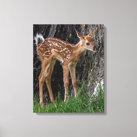 Shaky Legs Fawn Canvas Afdruk (Voorkant)