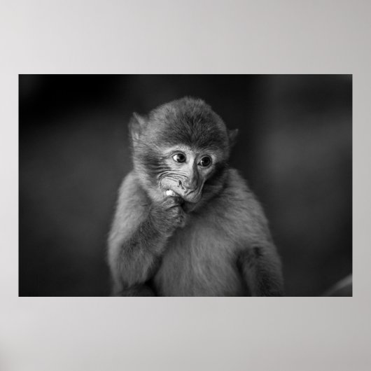 SHALLOW FOCUS FOTOGRAPHY OF BLACK MONKEY POSTER (Voorkant)