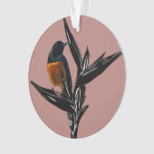Shama-vogel met witte pomp Acrylversiering Ornament (voorkant)