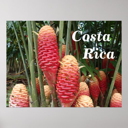 Shampoo Ginger, Costa Rica Poster (Voorkant)