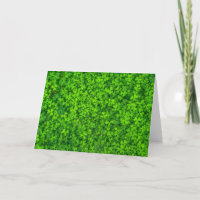 Shamrock Clovers Green Irish Symbol Ierland