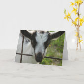 Shamrock Kaart (Gele Bloem)