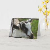 Shamrock Kaart (Gele Bloem)