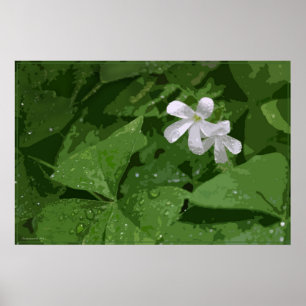 Shamrock Poster zonder Text -36x24-of kleiner