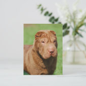 Shar Pei Briefkaart (Staand voorkant)