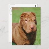 Shar Pei Briefkaart (Voorkant / Achterkant)