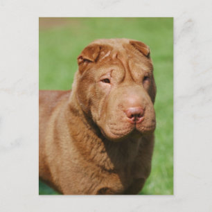 Shar Pei Briefkaart