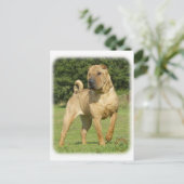 Shar Pei Briefkaart (Staand voorkant)