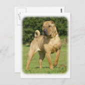 Shar Pei Briefkaart (Voorkant / Achterkant)