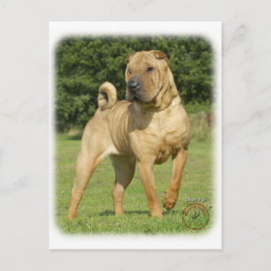 Shar Pei Briefkaart