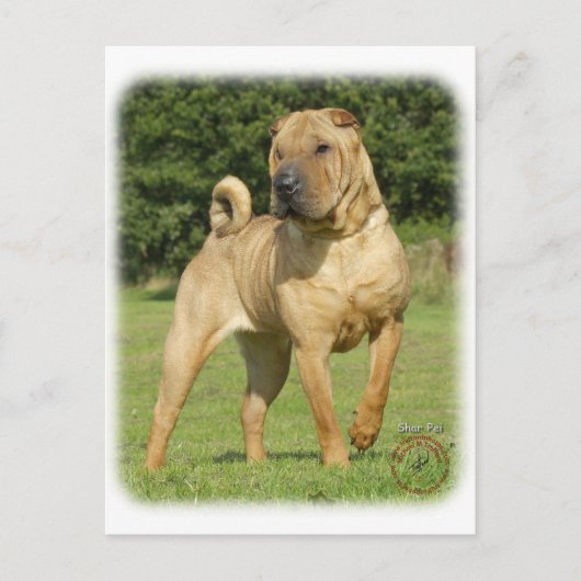 Shar Pei Briefkaart (Voorkant)