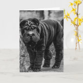 SHAR PEI DOG LEUKE VERJAARDAG KAART (Gele Bloem)