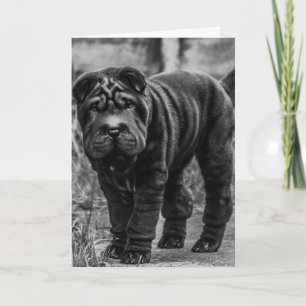 SHAR PEI DOG LEUKE VERJAARDAG KAART