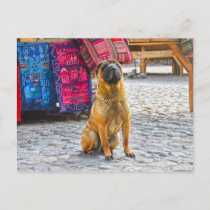 Shar Pei Dog, Ollantaytambo, Peru Briefkaart