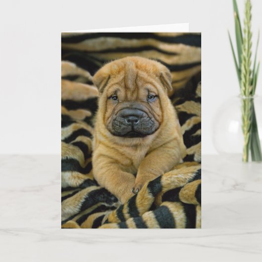 Shar-Pei Kaart van het 4 week de oude Jong (Voorkant)