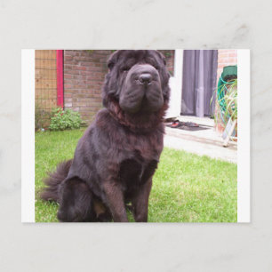 Shar pei longhair zit.png briefkaart