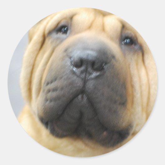 Shar Pei met Rimpels Stickers (Voorkant)