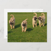 Shar Pei-Puppies Briefkaart (Voorkant / Achterkant)