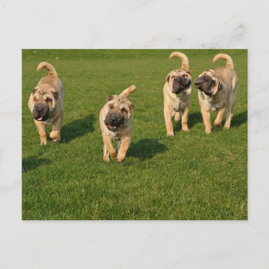 Shar Pei-Puppies Briefkaart (Voorkant)