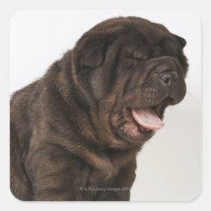 Shar Pei puppy Yawning, studio shot Vierkante Sticker