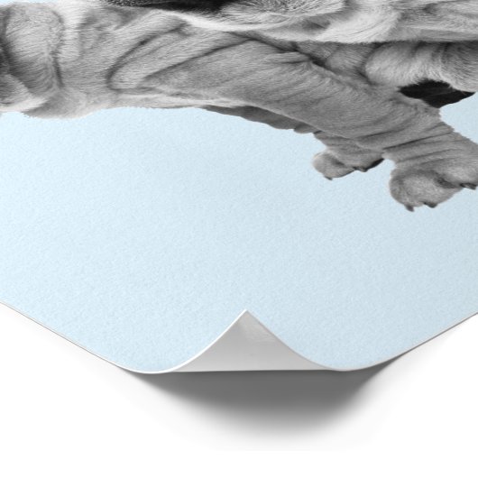 Shar Pei Pups Zwart Wit Bubble Gum Hond Poster (Hoek)