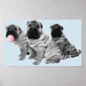 Shar Pei Pups Zwart Wit Bubble Gum Hond Poster (Voorkant)