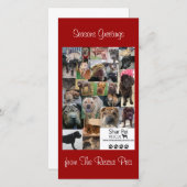 Shar Pei Rescue Xmas Kaart (Voorkant / Achterkant)
