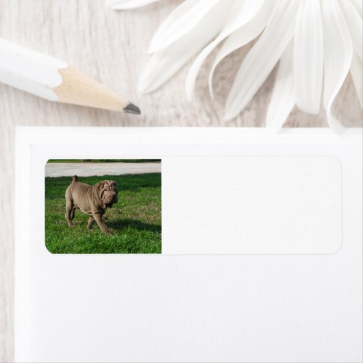 Shar pei volledig 3.png etiket (Insitu)