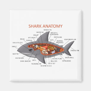 Shark Anatomy Magneet