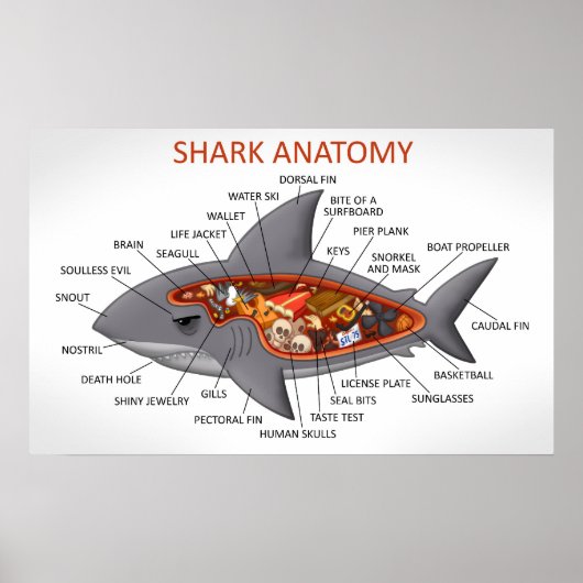Shark Anatomy Poster (Voorkant)