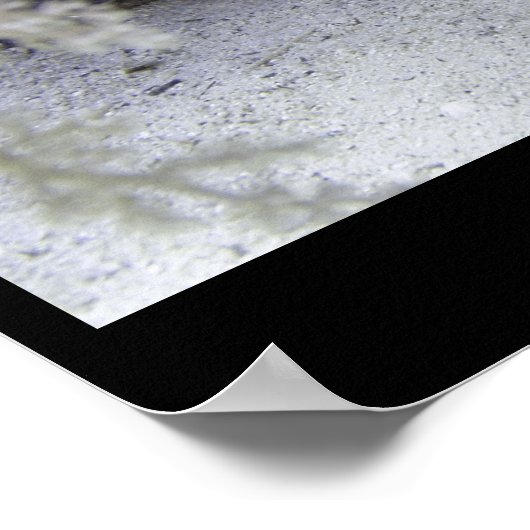 Shark Awareness Day, whitetip reef shark Poster (Hoek)