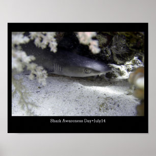 Shark Awareness Day, whitetip reef shark Poster
