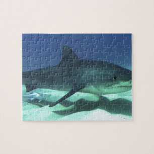 Shark Fish Ocean Tropical Ocean Destiny Gifts Legpuzzel
