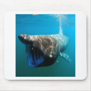 Shark Fish Ocean Tropical Ocean Destiny Gifts Muismat