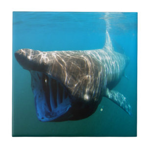 Shark Fish Ocean Tropical Ocean Destiny Gifts Tegeltje