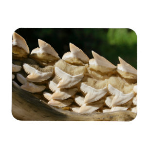 Shark Jawbone en Teeth Magneet