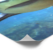 Shark Photo Print (Hoek)